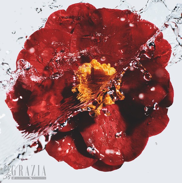 dirll20220107122419.jpeg 红山茶花10.jpeg