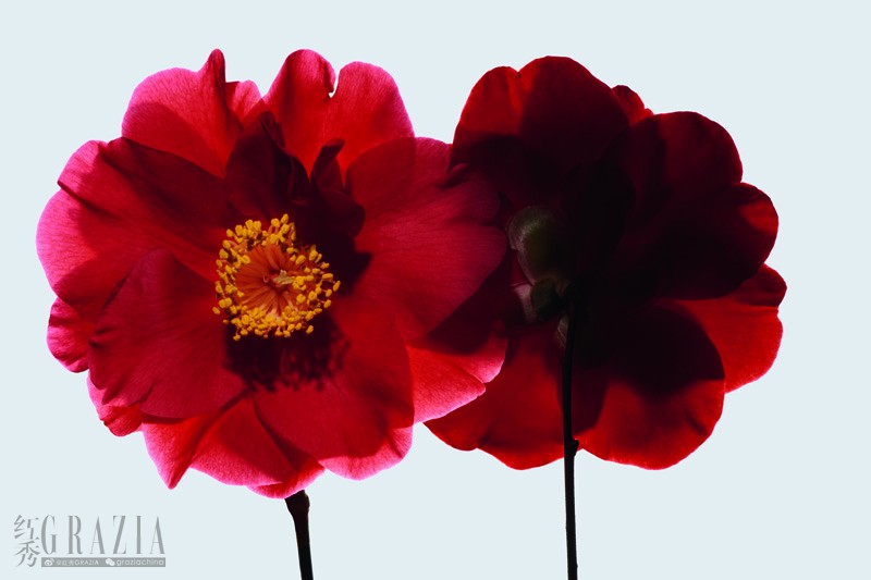 dzxmg20220117181043.jpeg 红山茶花7.jpeg