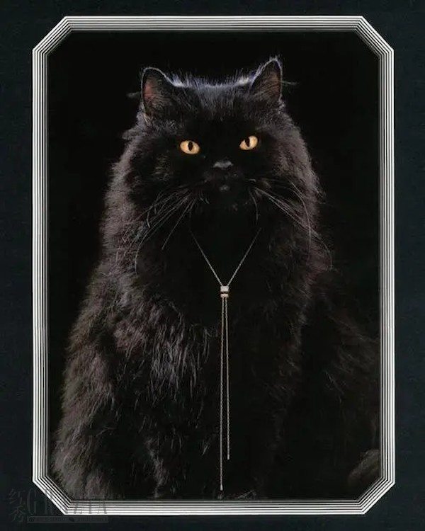 rytgj20220525141219.png 宝诗龙宠猫Wladimir.png