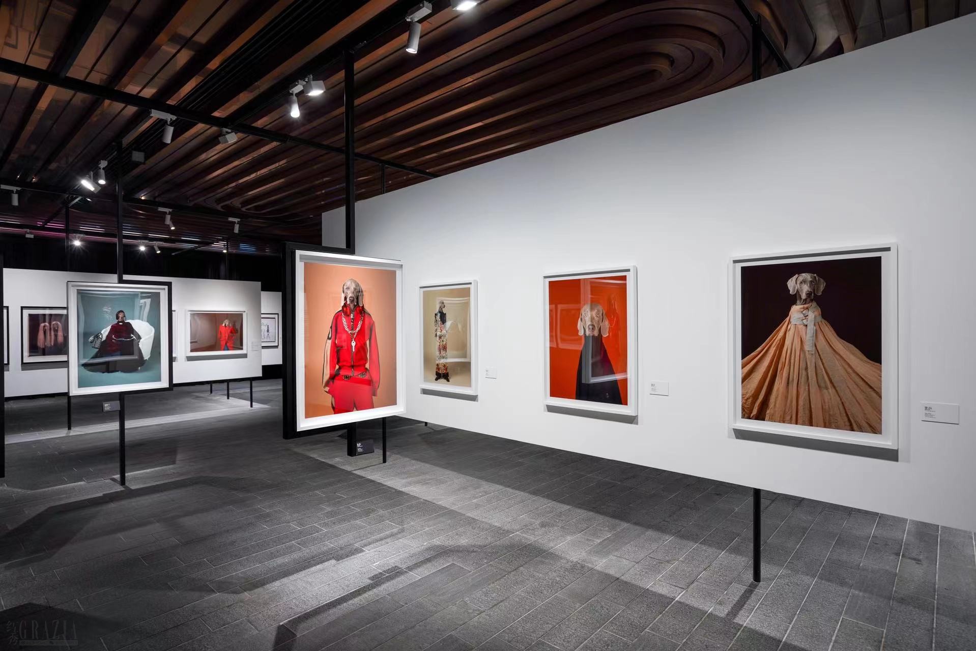 ypucy20240729145344.jpg 05.威廉·韦格曼(William Wegman)爱犬摄影艺术个展.jpg