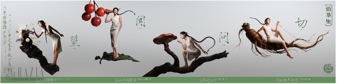 百草12.jpg