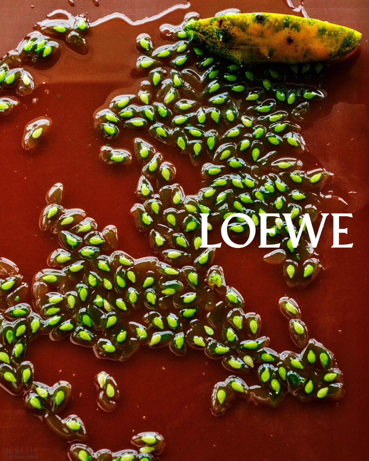 LOEWE FW26 PRECOLLECTION CAMPAIGN STILL LIFE SEEDS.jpg