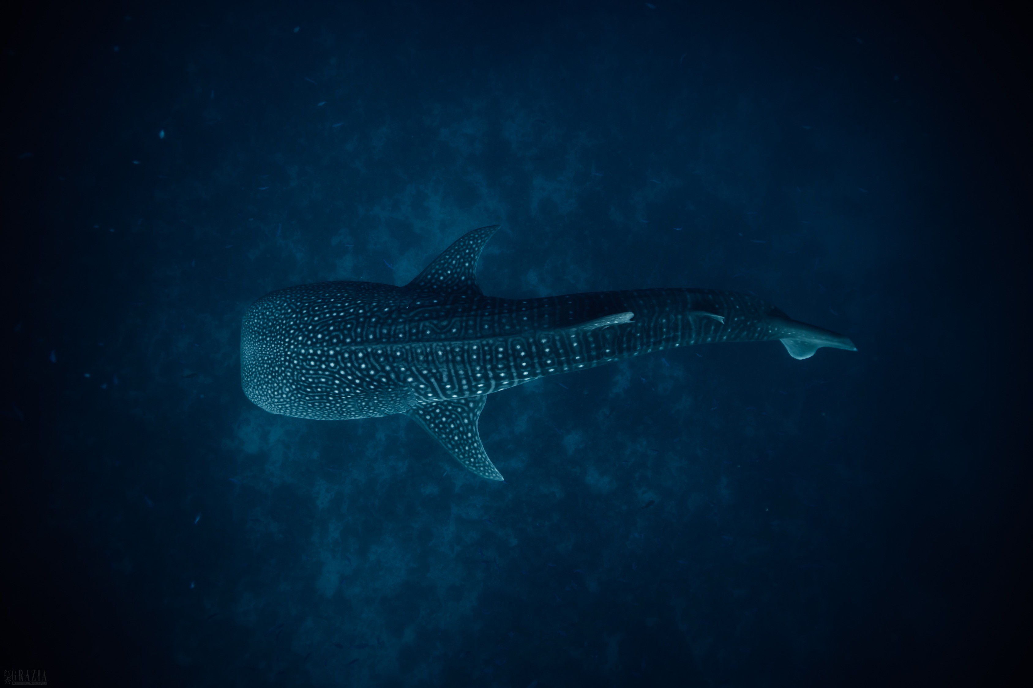 44_Conrad Maldives Rangali Island -Whale Shark .jpg