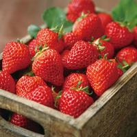 有颜又有味的吃草莓狂季来咯！