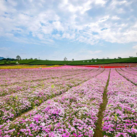 独家“赏花秘笈”大放送，这样在家就能嗅花香？