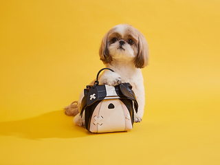 就要这么萌到你！TOD’S 再度携手包先生发布限量萌犬双肩包