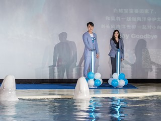 上海长风海洋世界携吴尊温暖守护 小白鲸九千公里的回家之旅正式开启