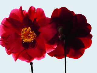 BEAUTY AHEAD OF TIME 先见未来之美