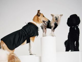 ARKET 推出宠物犬用品系列