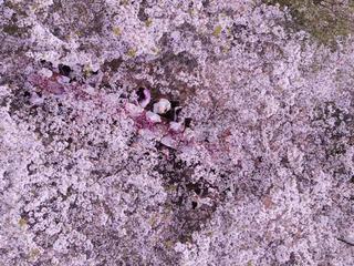 Tomacado花厨「流动的花园」 绽放上海辰山植物园