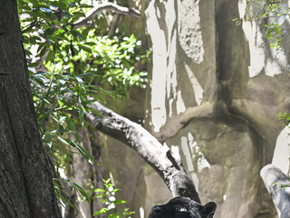 CASETiFY携手南京红山森林动物园探寻自然灵感， 开启绿色新生之旅