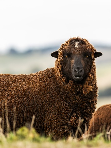 Loro Piana Pecora Nera® 羊毛  一个打破常规取得成功的故事