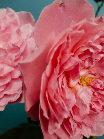 Perfumer H 推出全新香水「ROSE WITH INSECT 玫瑰与昆虫」