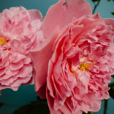 Perfumer H 推出全新香水「ROSE WITH INSECT 玫瑰与昆虫」