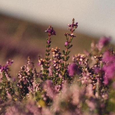 高原骑士54年单一麦芽苏格兰威士忌：由风土与时间融合的佳作