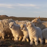 Loro Piana Baby Cashmere® 小山羊绒的故事