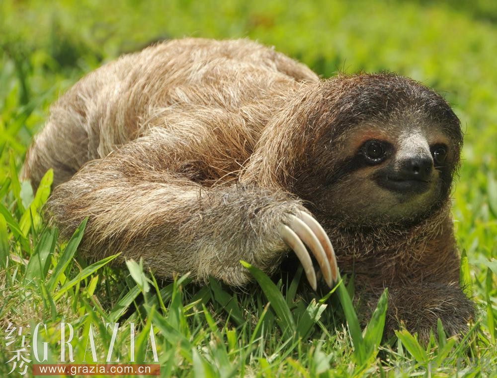 three-toed-sloth.jpg