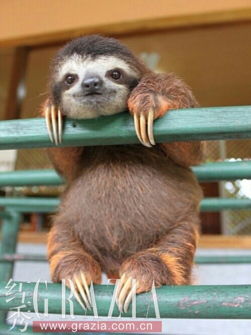 《疯狂动物城》树懒哪里有?全球"通缉"这位网红! - 红秀grazia